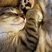 Luna is registered to the contest to win money with this photo: cat, sleeping_cat, paw, close_up, fur, tabby, whiskers, pink_nose, pet, cozy, blanket, indoor, portrait, sleeping, relaxed, feline, nap, paw_pad, soft_texture, cute