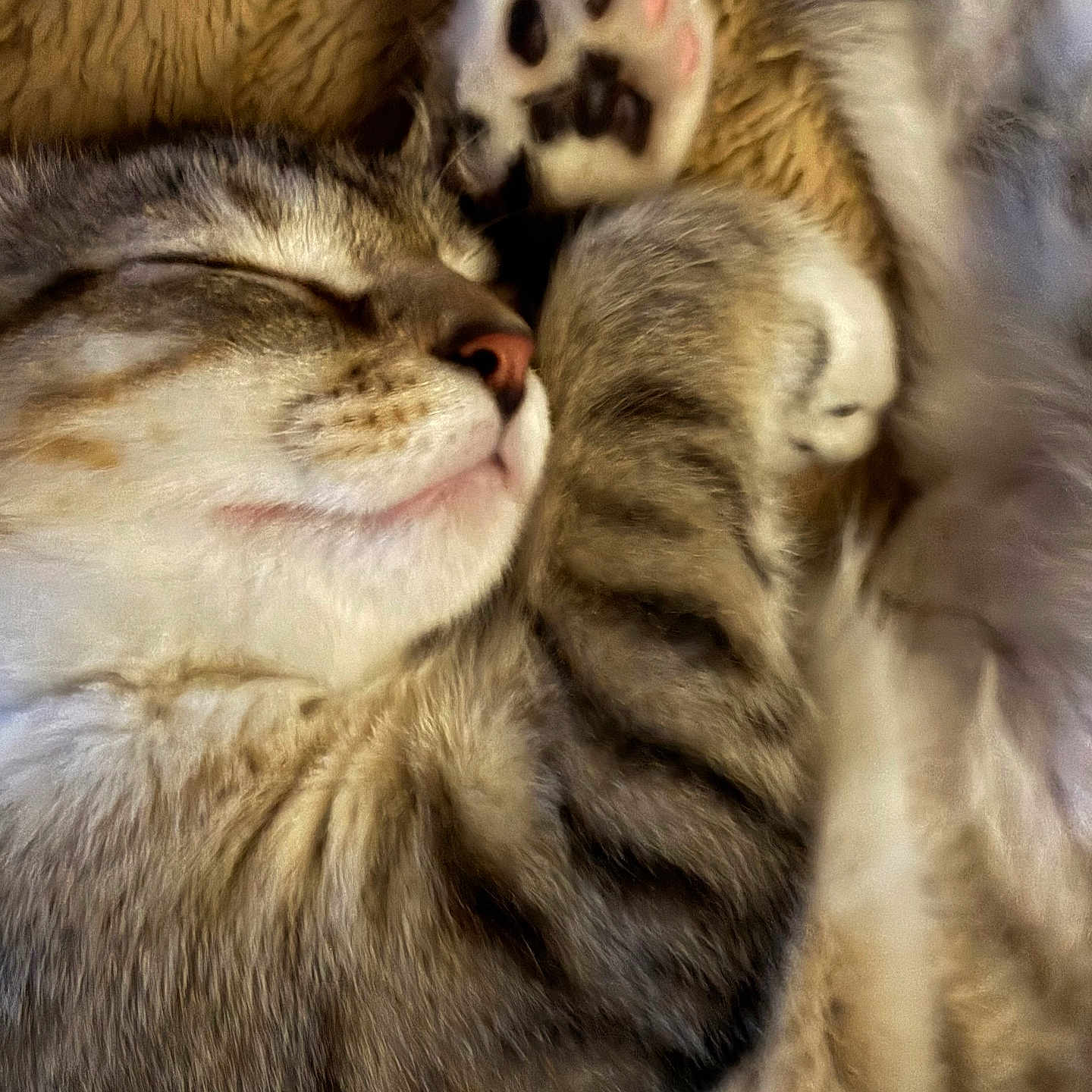 Luna is registered to the contest to win money with this photo: blanket, cat, close_up, cozy, cute, feline, fur, indoor, nap, paw, paw_pad, pet, pink_nose, portrait, relaxed, sleeping, sleeping_cat, soft_texture, tabby, whiskers