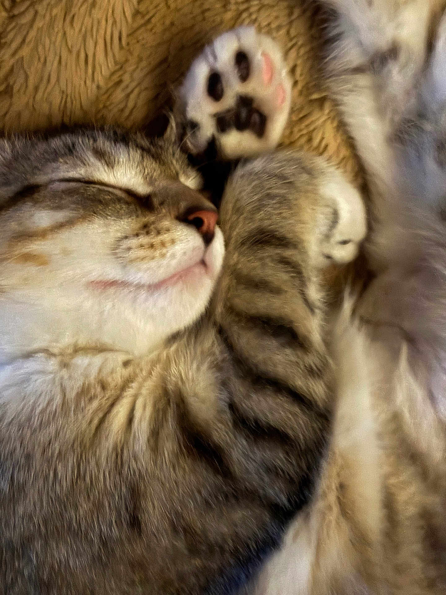 Luna is registered to the contest to win money with this photo: cat, sleeping_cat, paw, close_up, fur, tabby, whiskers, pink_nose, pet, cozy, blanket, indoor, portrait, sleeping, relaxed, feline, nap, paw_pad, soft_texture, cute