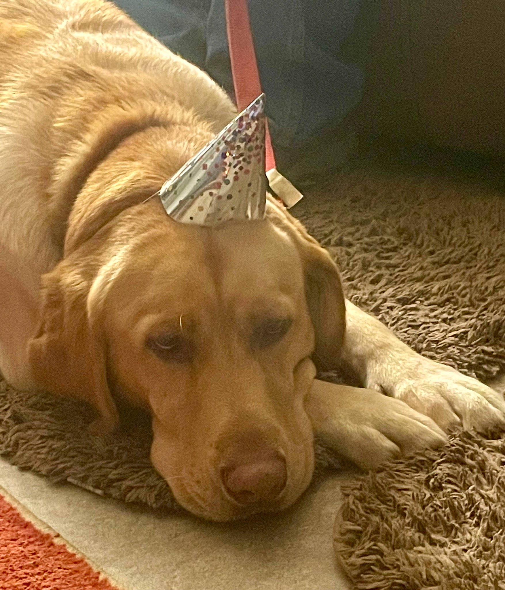 Barney is registered to the contest to win money with this photo: canidae, carnivore, comfort, companion_dog, dog, dog_breed, dog_collar, dog_supply, fawn, fur, gun_dog, liver, paw, pet_supply, retriever, snout, sporting_group, whiskers, wood, working_animal