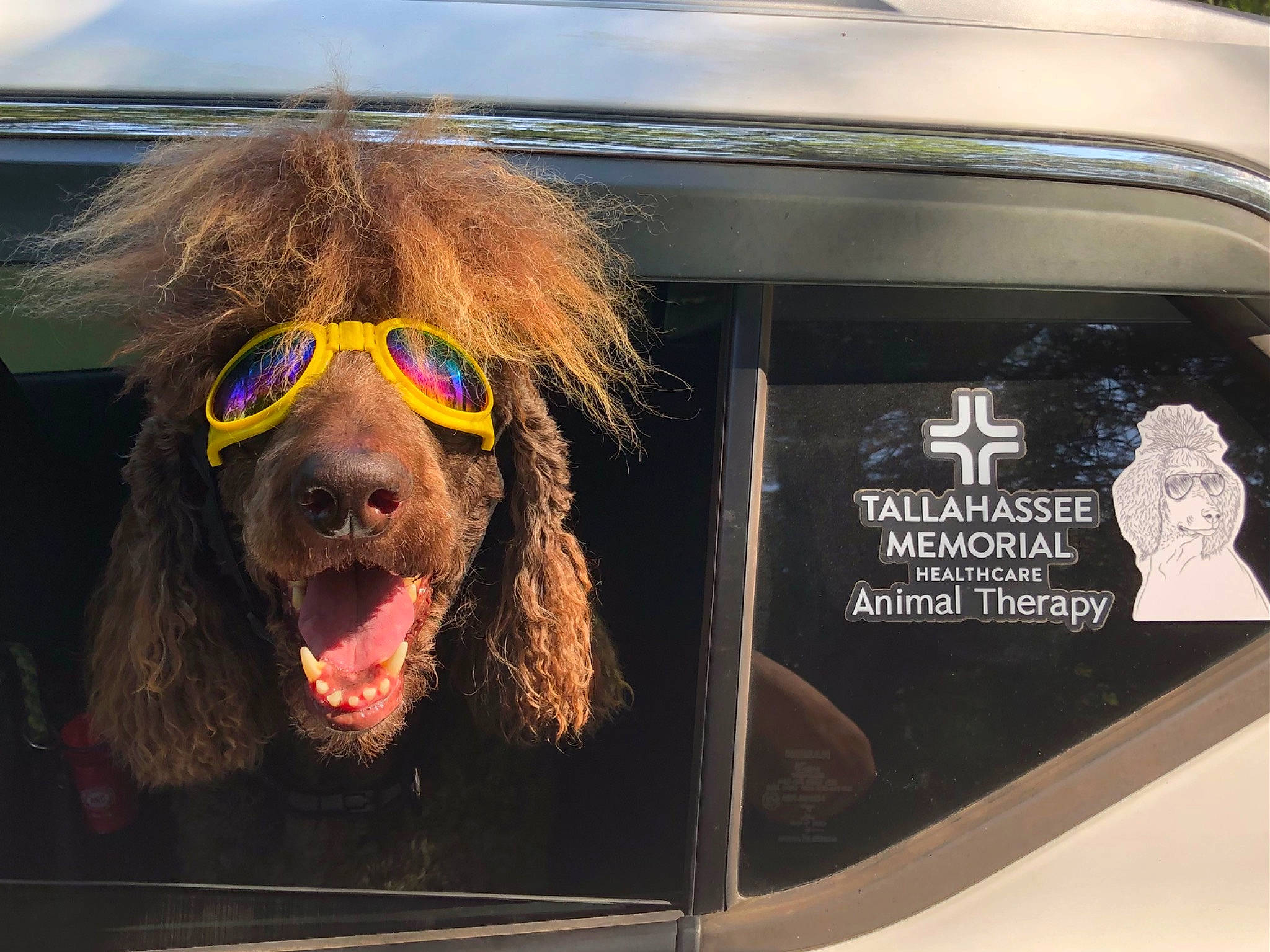 Tucker joined the competition — help win amazing prizes! automotive_exterior, automotive_lighting, automotive_mirror, bumper, dog, dog_breed, fur, liver, livestock, mode_of_transport, motor_vehicle, pack_animal, personal_luxury_car, snout, sporting_group, trunk, vehicle, vehicle_door, windshield, working_animal