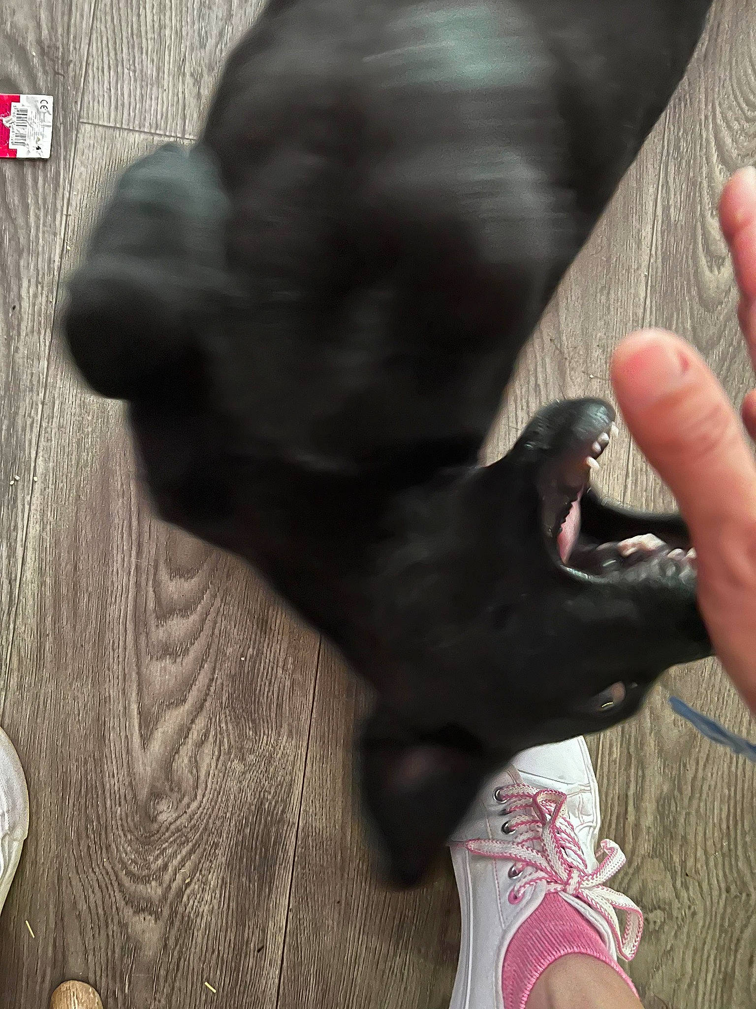 Nacos participe au concours pour gagner de l'argent avec cette photo : black, carnivore, comfort, companion_dog, dog, dog_breed, dog_collar, fawn, finger, foot, fur, gesture, human_leg, nail, snout, sporting_group, tail, thumb, working_animal, wrist