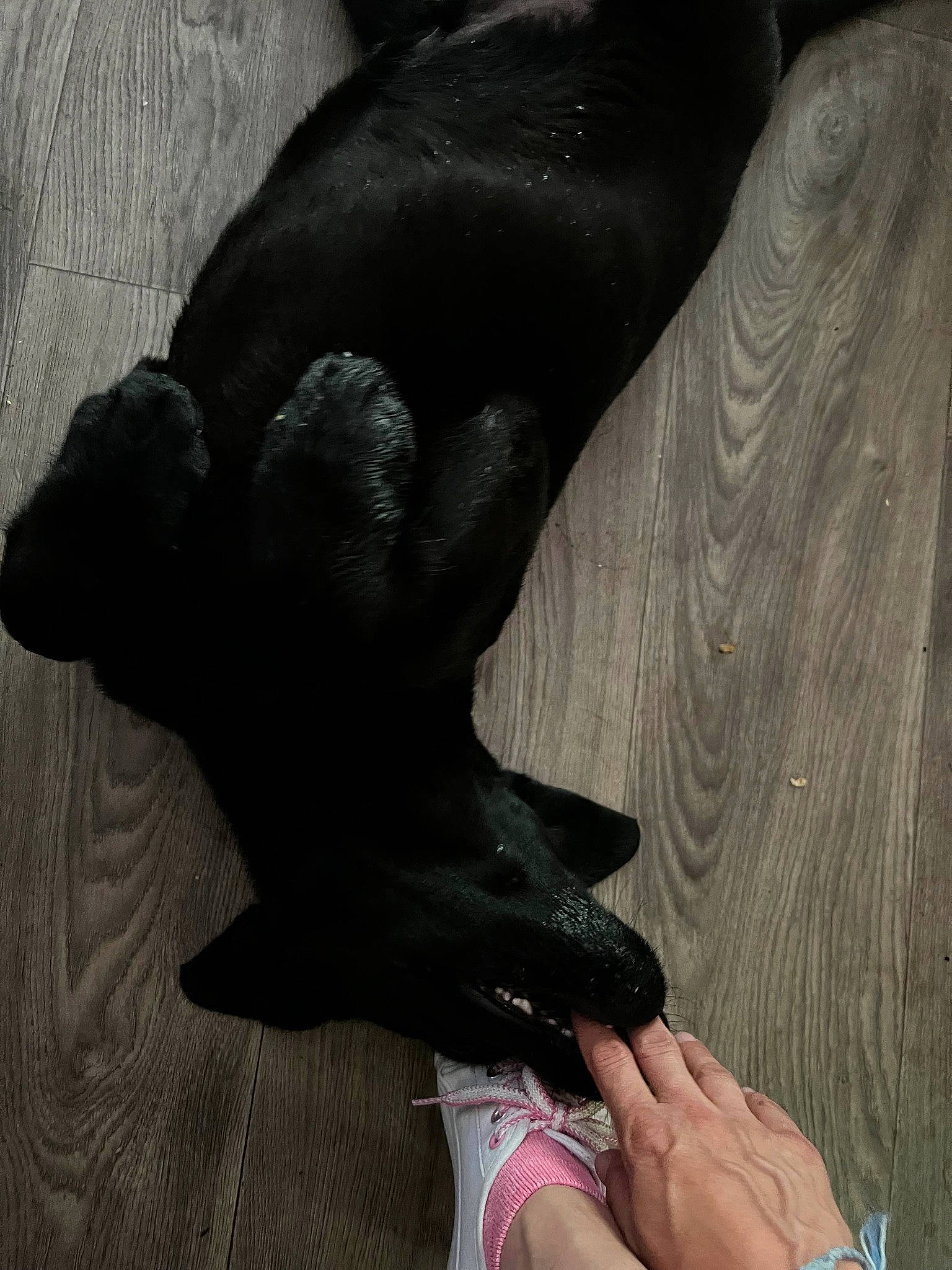 Nacos participe au concours pour gagner de l'argent avec cette photo : bat, carnivore, comfort, dog_breed, fawn, finger, foot, gesture, grey, hand, human_leg, knee, nail, snout, tail, thigh, toe, wing, working_animal, wrist