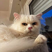 Snow a rejoint le concours — aidez-le/la à gagner de superbes lots ! animal, bed, cat, close_up, cozy, ears, evening, face, feline, fluffy, fur, indoor, mammal, pet, pink_nose, portrait, relaxed, whiskers, white_cat, window