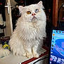 animal, cat, christmas_tree, computer_monitor, cup, cute, desktop, eyes, fluffy, fur, furniture, heterochromatic_eyes, heterochromia, home, indoor, pet, sitting, technology, white_cat, window