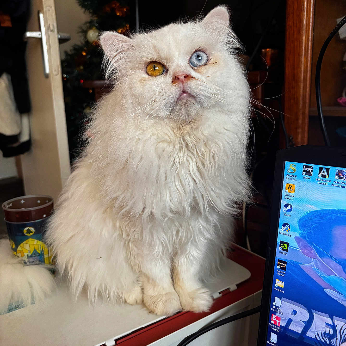 Snow participe au concours pour gagner de l'argent avec cette photo : animal, cat, christmas_tree, computer_monitor, cup, cute, desktop, eyes, fluffy, fur, furniture, heterochromatic_eyes, heterochromia, home, indoor, pet, sitting, technology, white_cat, window