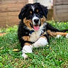 Billy participe au concours pour gagner de l'argent avec cette photo : puppy, dog, grass, outdoor, animal, pet, happy, tongue_out, fur, black, brown, white, cute, nature, young, playful, canine, collar, smiling, lying_down