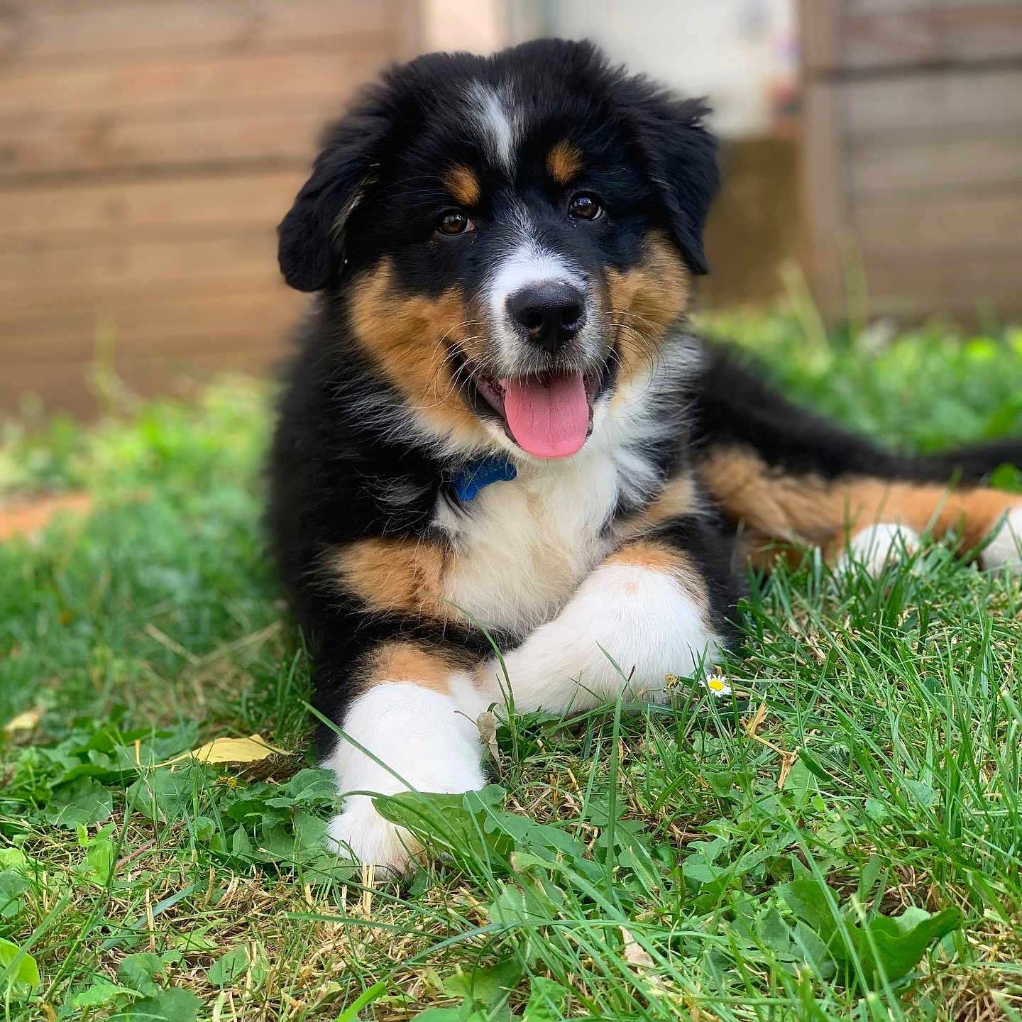 Billy participe au concours pour gagner de l'argent avec cette photo : puppy, dog, grass, outdoor, animal, pet, happy, tongue_out, fur, black, brown, white, cute, nature, young, playful, canine, collar, smiling, lying_down