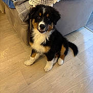 Billy a rejoint le concours — aidez-le/la à gagner de superbes lots ! puppy, dog, tricolor, sitting, floor, couch, blanket, towel, indoor, pet, cute, fur, smiling, canine, young, animal, cozy, home, wooden_floor, black_brown_white