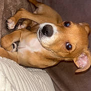 Ayden participe au concours pour gagner de l'argent avec cette photo : puppy, dog, brown_coat, couch, indoor, pet, looking_up, curious, white_pillow, soft_texture, relaxed, small_dog, ears, nose, paw, fur, close_up, domestic_animal, companion, cute