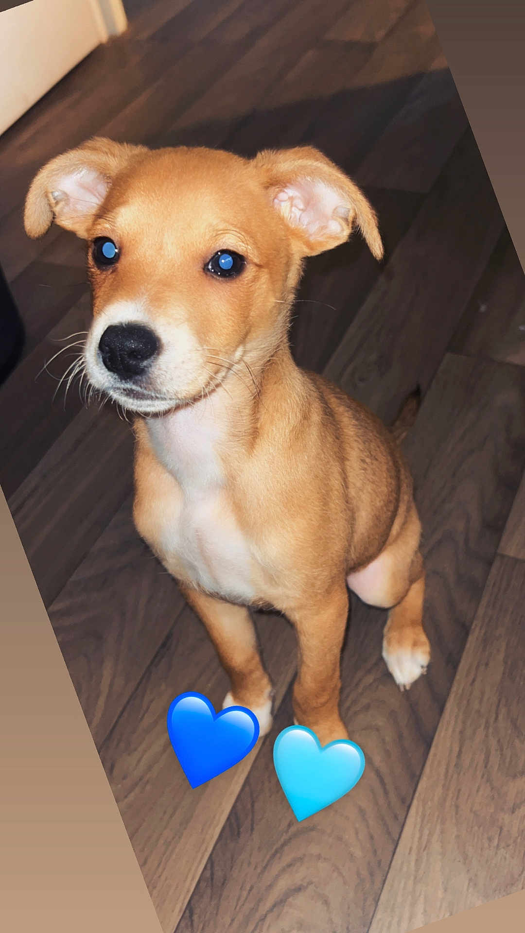Ayden participe au concours pour gagner de l'argent avec cette photo : puppy, dog, brown_coat, white_chest, wooden_floor, indoor, pet, cute, sitting, ears, whiskers, flooring, animal, young_dog, adorable, heart_emoji, blue_emoji, domestic_animal, canine, portrait