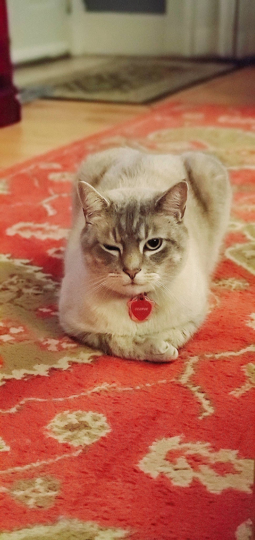 George is registered to the contest to win money with this photo: aegean_cat, asian, asian_semi_longhair, british_semi_longhair, burmilla, carnivore, cat, domestic_short_haired_cat, european_shorthair, fawn, felidae, kitten, mammal, norwegian_forest_cat, ragamuffin, ragdoll, siberian, small_to_medium_sized_cats, vertebrate, whiskers