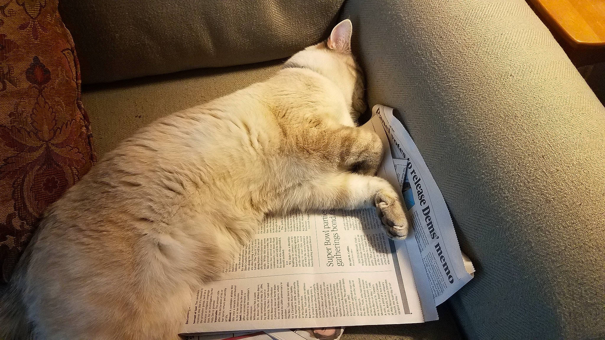 George is registered to the contest to win money with this photo: asian, balinese, burmilla, carnivore, cat, colorpoint_shorthair, comfort, domestic_short_haired_cat, european_shorthair, fawn, felidae, fur, mammal, nap, paw, sleep, small_to_medium_sized_cats, snout, tail, whiskers