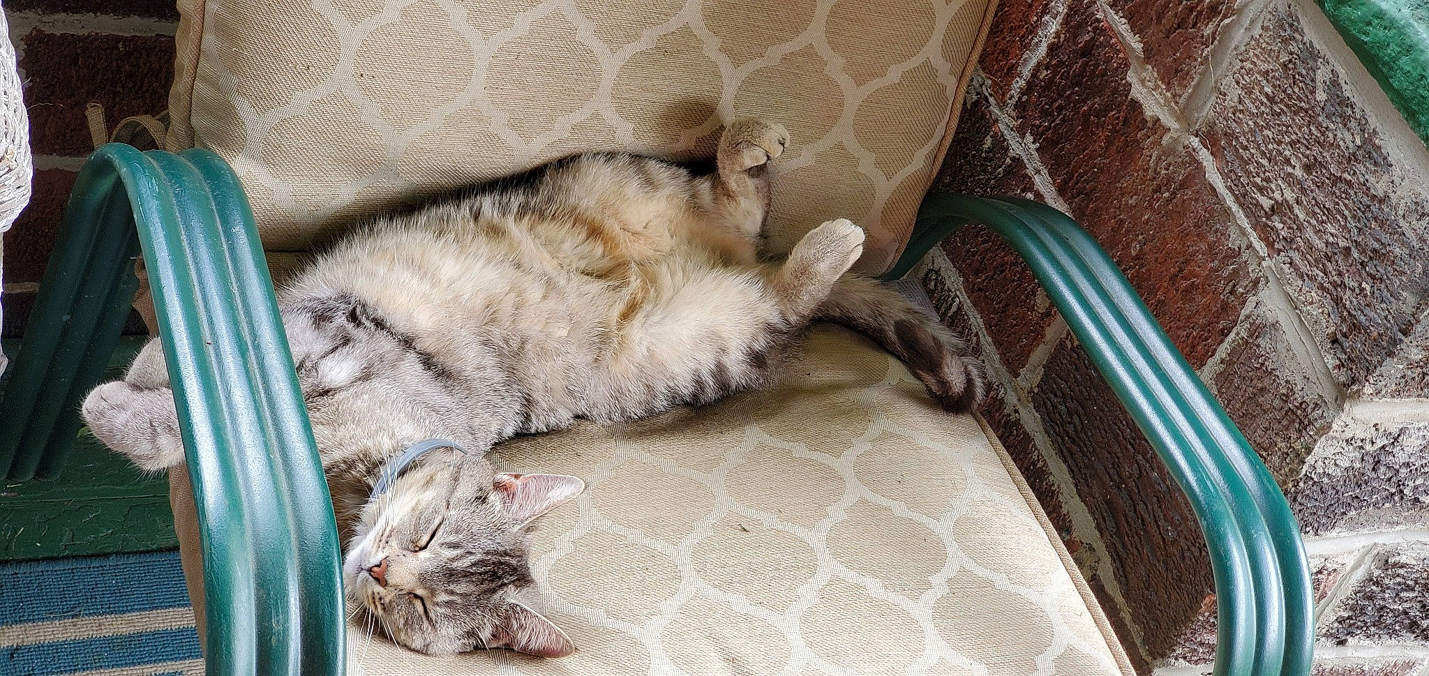 Sooki is registered to the contest to win money with this photo: carnivore, cat, claw, comfort, couch, dog_breed, domestic_short_haired_cat, fawn, felidae, flooring, fur, grey, linens, nap, paw, small_to_medium_sized_cats, sporting_group, tail, vertebrate, whiskers