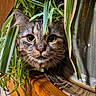 cat, plant, greenery, indoor, curious, face, eyes, feline, houseplant, wooden_surface, pot, closeup, nature, pet, domestic, leaf, animal, cute, whiskers, cozy