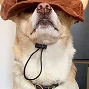 Annie joined the competition — help win amazing prizes! animal, background, brown_hat, canine, closeup, collar, cute, dog, domestic_animal, ears, face, fur, hat, indoor, nose, pet, portrait, sitting, speaker, whiskers