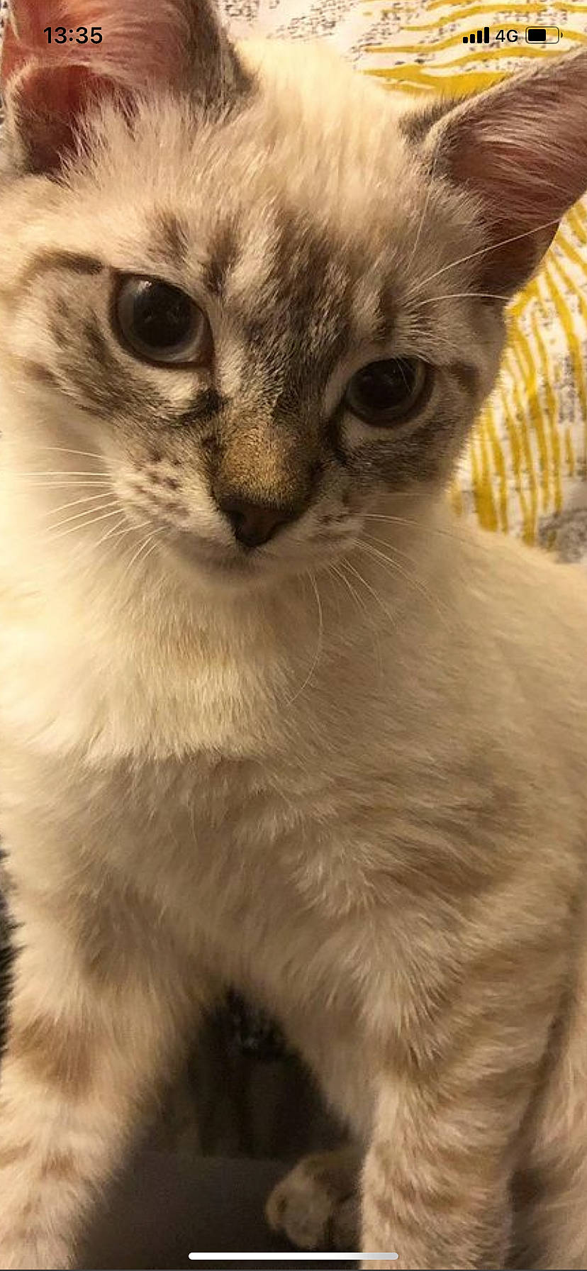 Pop a rejoint le concours — aidez-le/la à gagner de superbes lots ! carnivore, cat, domestic_short_haired_cat, fawn, felidae, fur, iris, mammal, small_to_medium_sized_cats, snout, vertebrate, whiskers