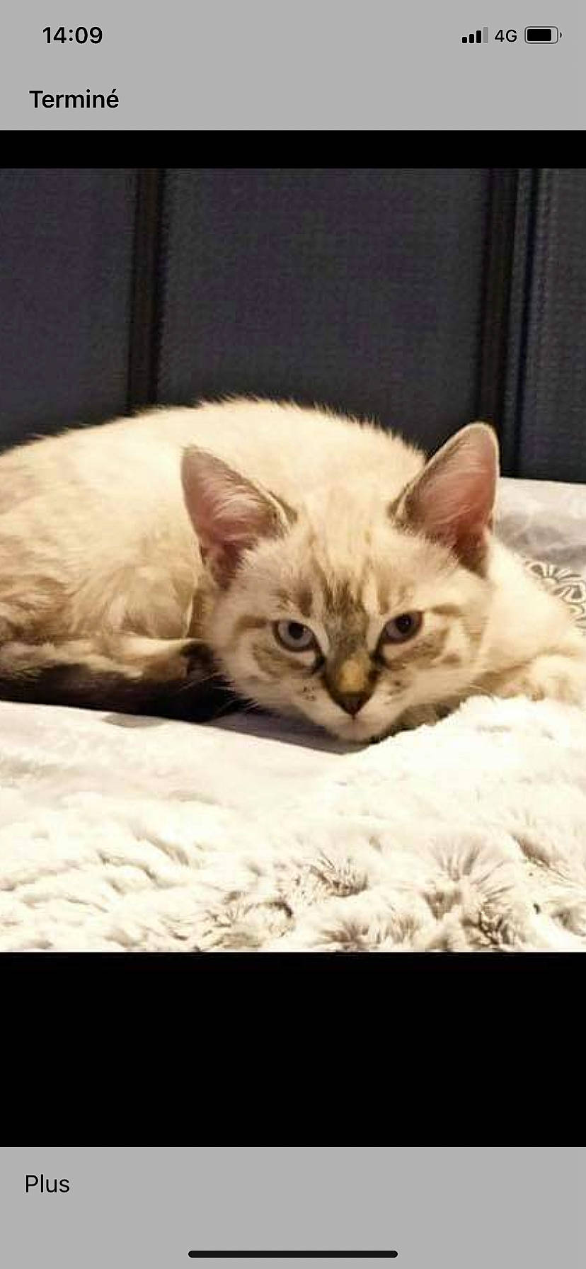 Pop a rejoint le concours — aidez-le/la à gagner de superbes lots ! carnivore, cat, comfort, domestic_short_haired_cat, felidae, fur, kitten, linens, small_to_medium_sized_cats, snout, whiskers