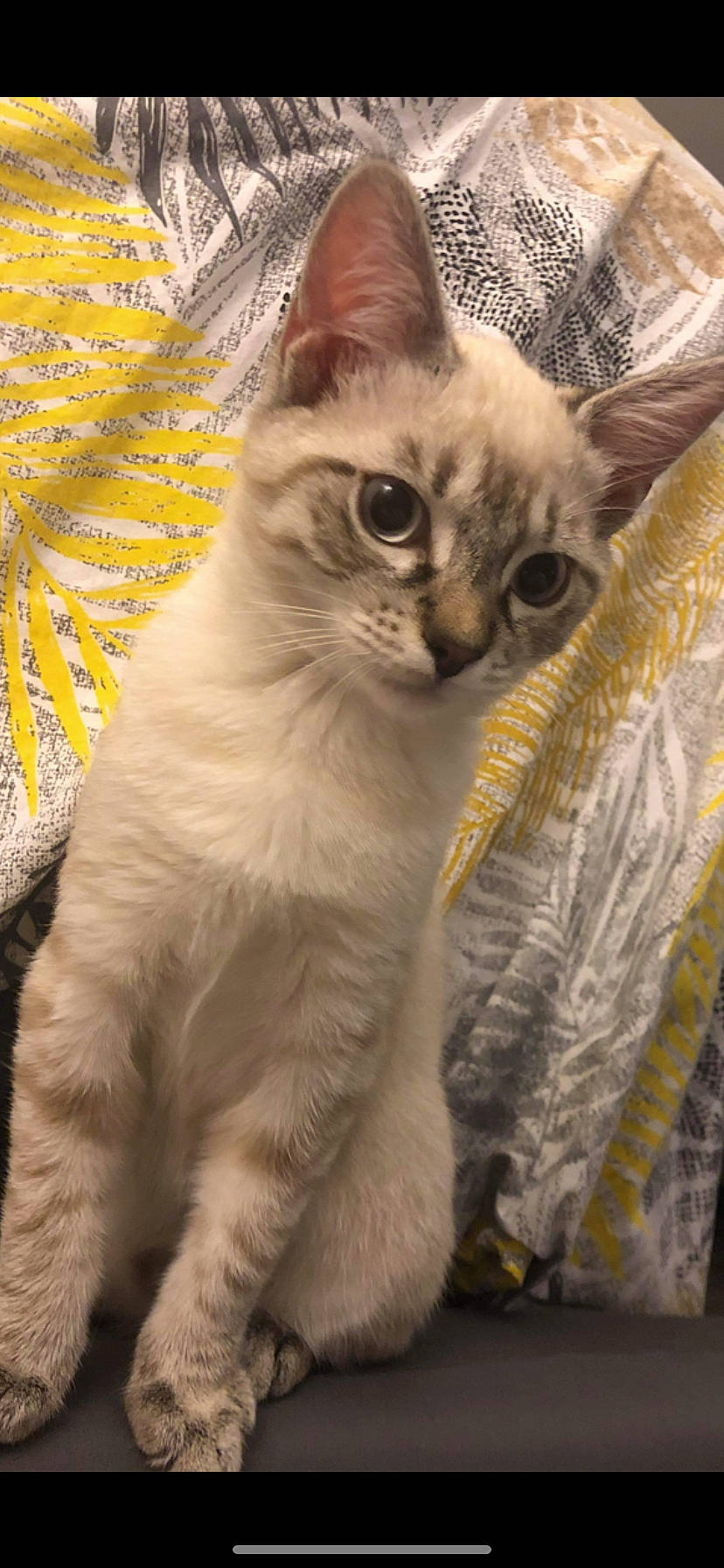 Pop participe au concours pour gagner de l'argent avec cette photo : carnivore, cat, domestic_short_haired_cat, fawn, felidae, fur, iris, mammal, peach, pet_supply, small_to_medium_sized_cats, snout, tail, vertebrate, whiskers