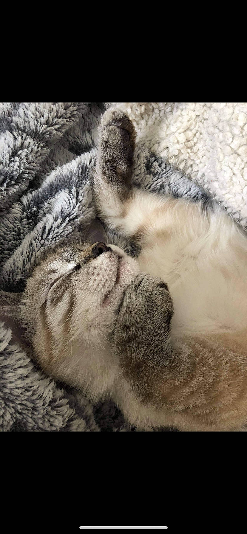 Pop a rejoint le concours — aidez-le/la à gagner de superbes lots ! beige, carnivore, cat, close_up, fawn, felidae, fur, nap, natural_material, paw, sleep, small_to_medium_sized_cats, tabby_cat, textile, whiskers