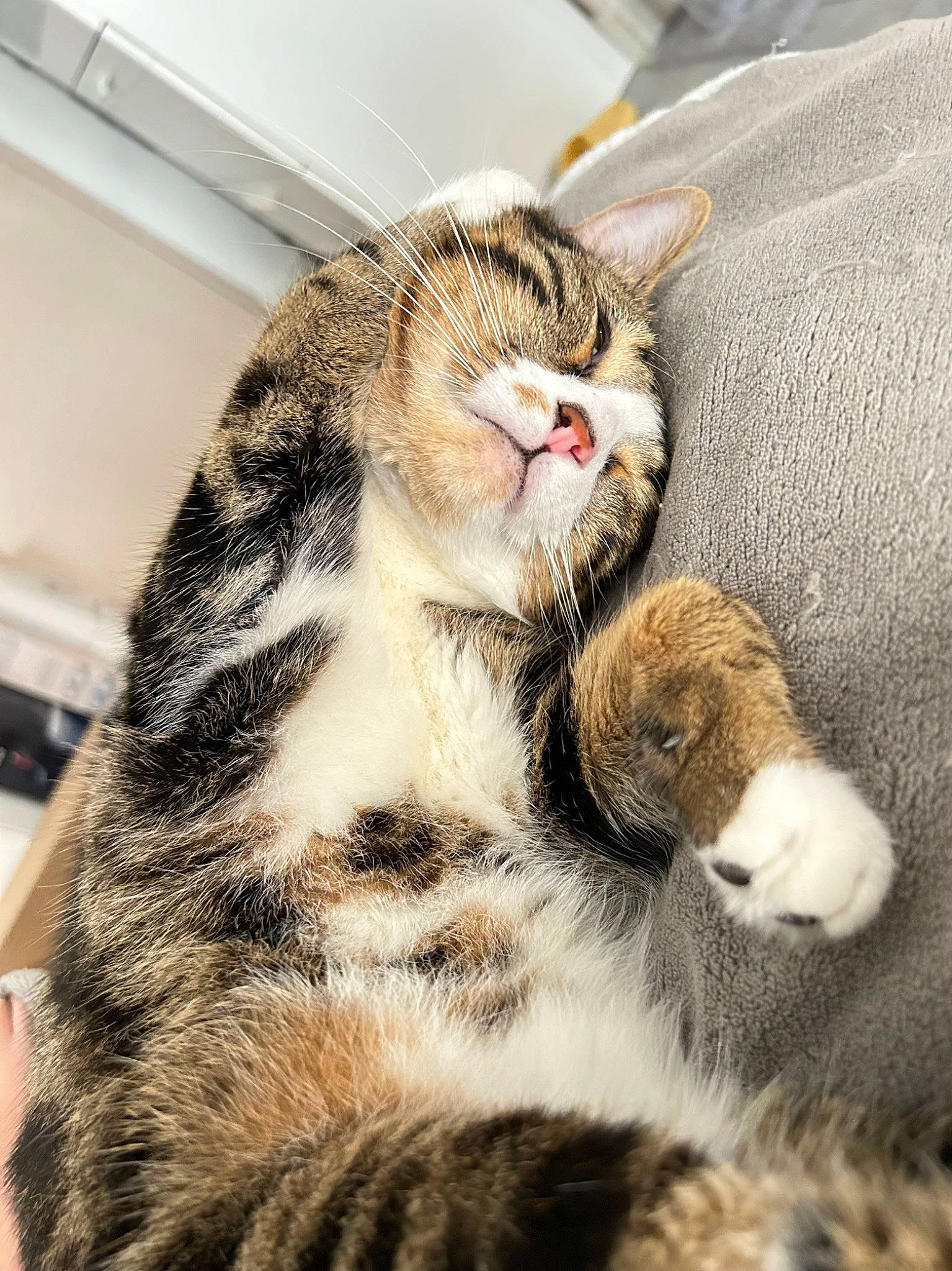 Kiwi a rejoint le concours — aidez-le/la à gagner de superbes lots ! carnivore, cat, claw, comfort, domestic_short_haired_cat, felidae, fur, nap, paw, sleep, small_to_medium_sized_cats, snout, tail, terrestrial_animal, whiskers