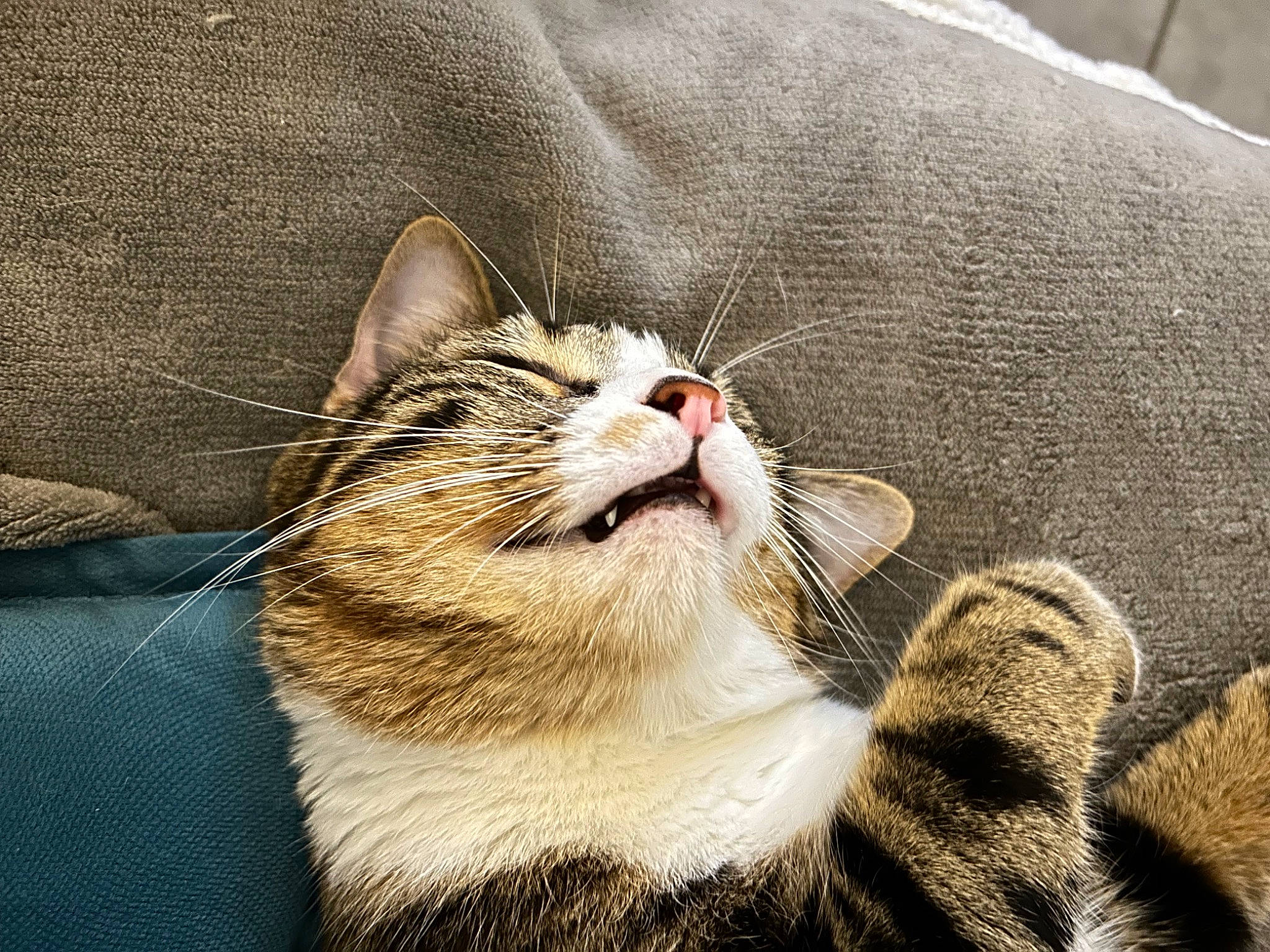 Kiwi participe au concours pour gagner de l'argent avec cette photo : carnivore, cat, comfort, domestic_short_haired_cat, ear, eye, felidae, fur, hair, head, human_body, jaw, paw, small_to_medium_sized_cats, snout, tail, terrestrial_animal, whiskers, window, yawn