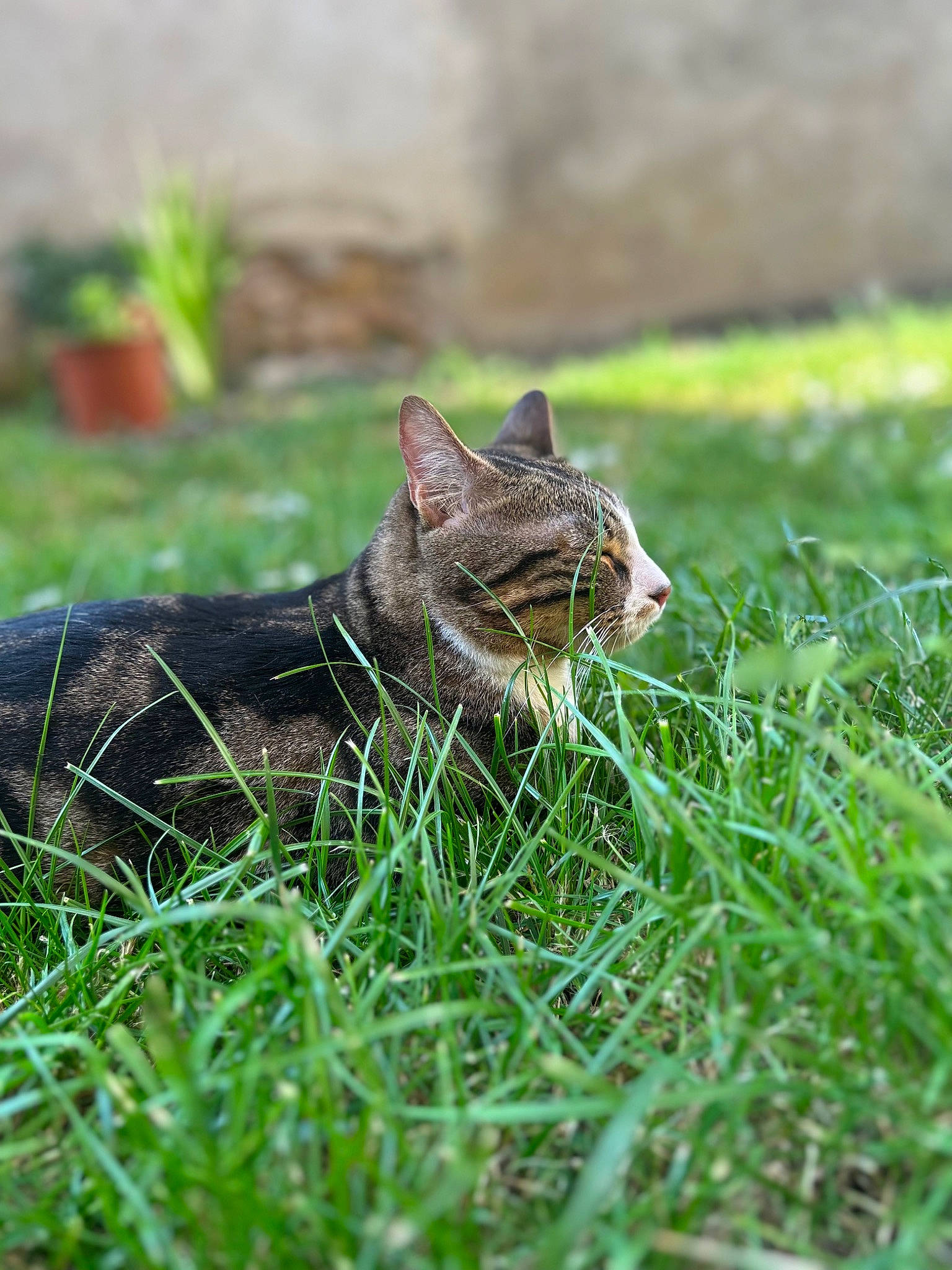 Kiwi a rejoint le concours — aidez-le/la à gagner de superbes lots ! carnivore, cat, domestic_short_haired_cat, felidae, flowerpot, fur, grass, groundcover, houseplant, plant, sitting, small_to_medium_sized_cats, snout, tail, terrestrial_animal, tree, whiskers, wildlife