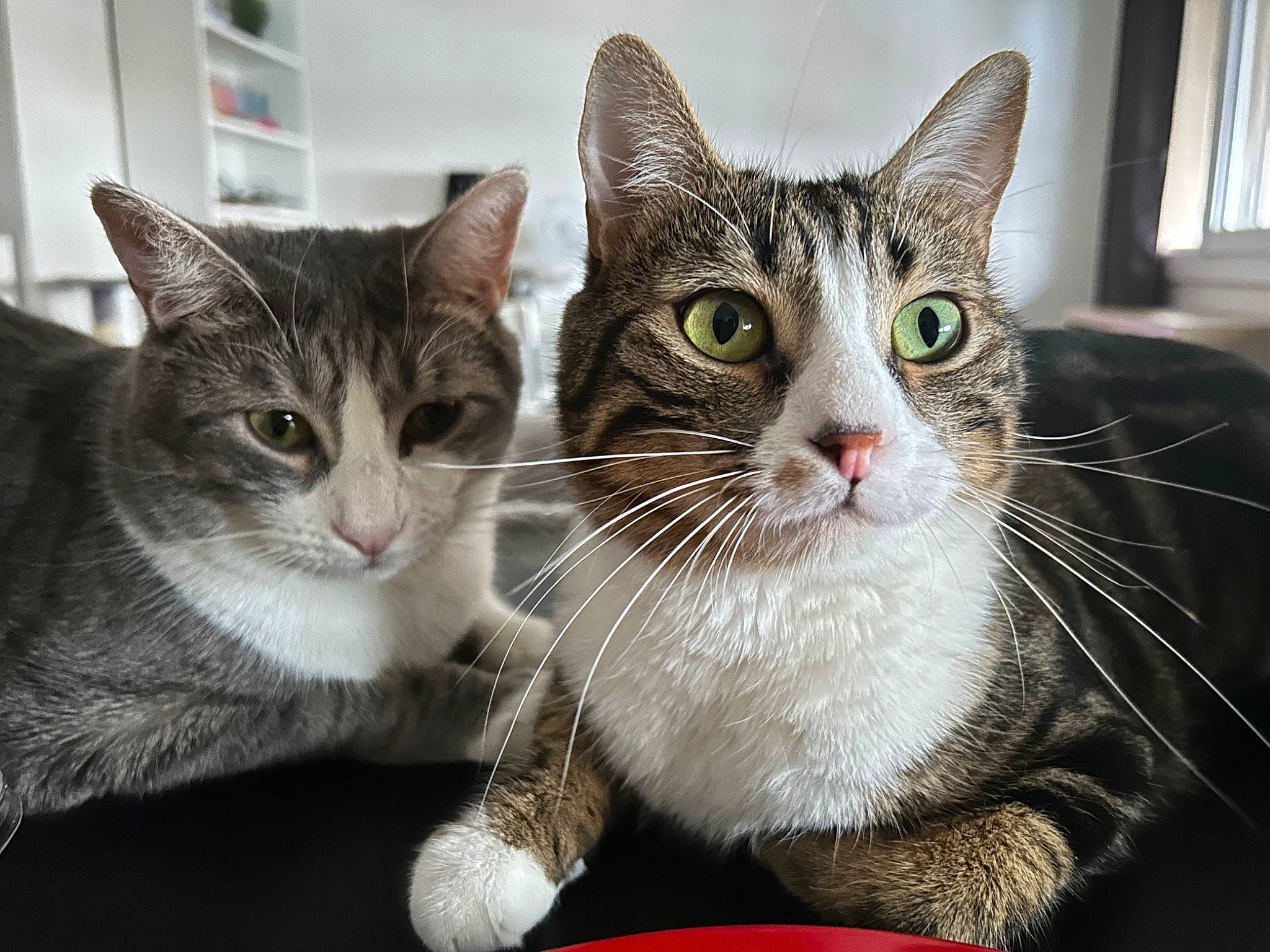 Kiwi a rejoint le concours — aidez-le/la à gagner de superbes lots ! carnivore, cat, cat_furniture, cat_supply, claw, domestic_short_haired_cat, eye, felidae, fur, gesture, paw, small_to_medium_sized_cats, snout, tree, whiskers, window