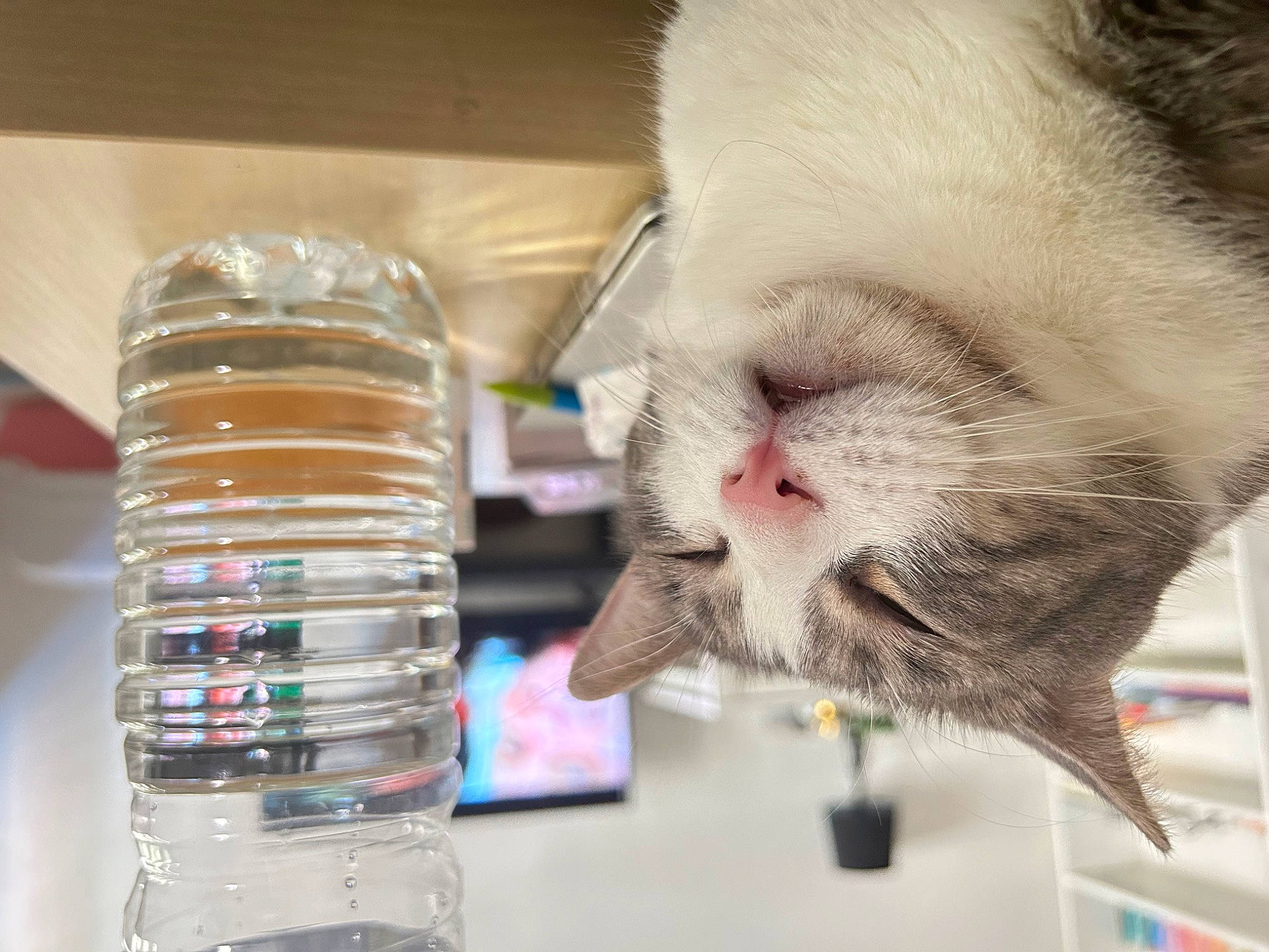 Many a rejoint le concours — aidez-le/la à gagner de superbes lots ! bottle, bottled_water, carnivore, cat, distilled_water, drinking_water, drinkware, felidae, fluid, liquid, mason_jar, mineral_water, pet_supply, plastic_bottle, small_to_medium_sized_cats, snout, tableware, water, water_bottle, whiskers