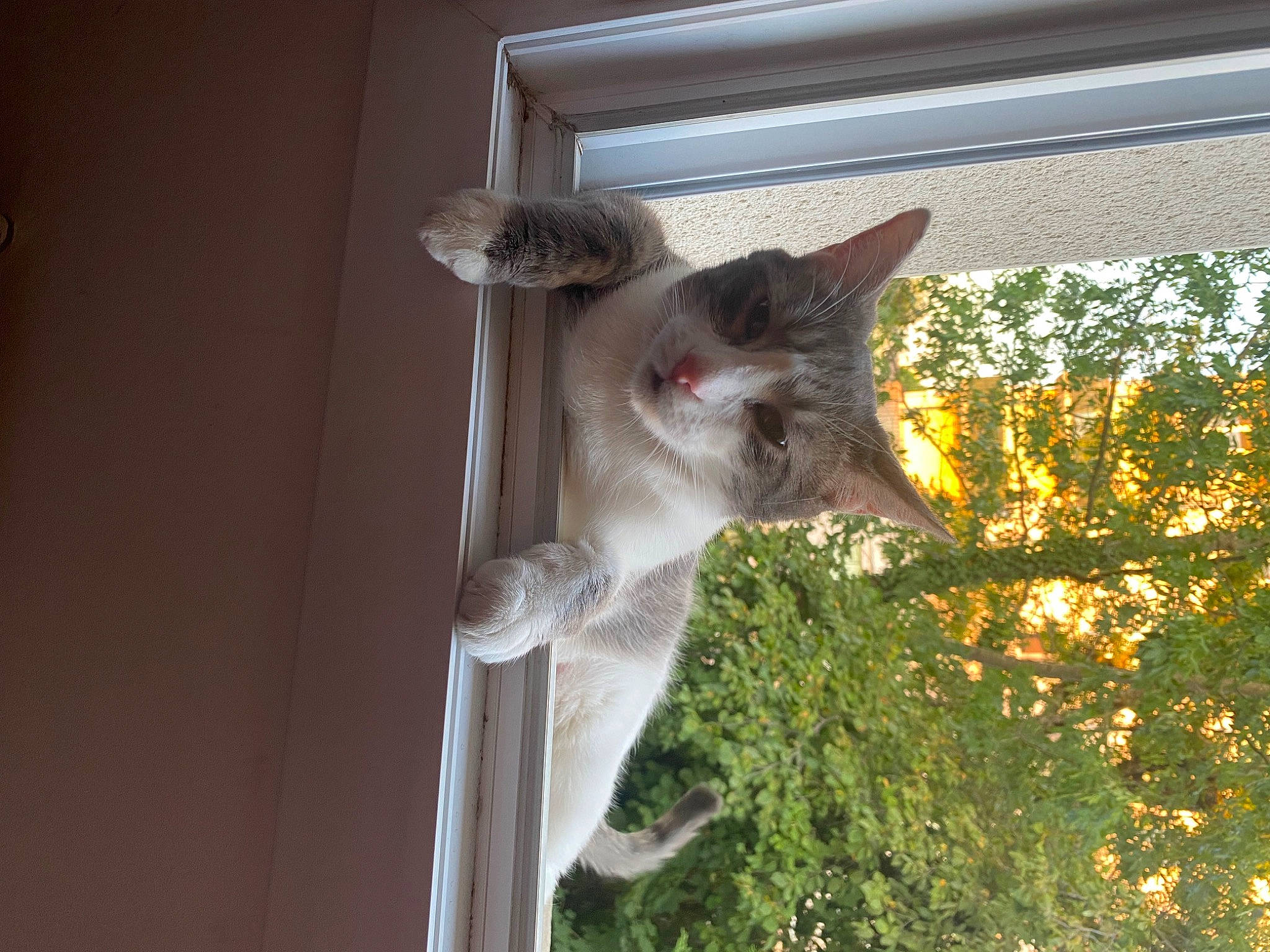 Many a rejoint le concours — aidez-le/la à gagner de superbes lots ! carnivore, cat, domestic_short_haired_cat, fawn, felidae, fur, grass, plant, small_to_medium_sized_cats, tail, tree, water, whiskers, window, wood