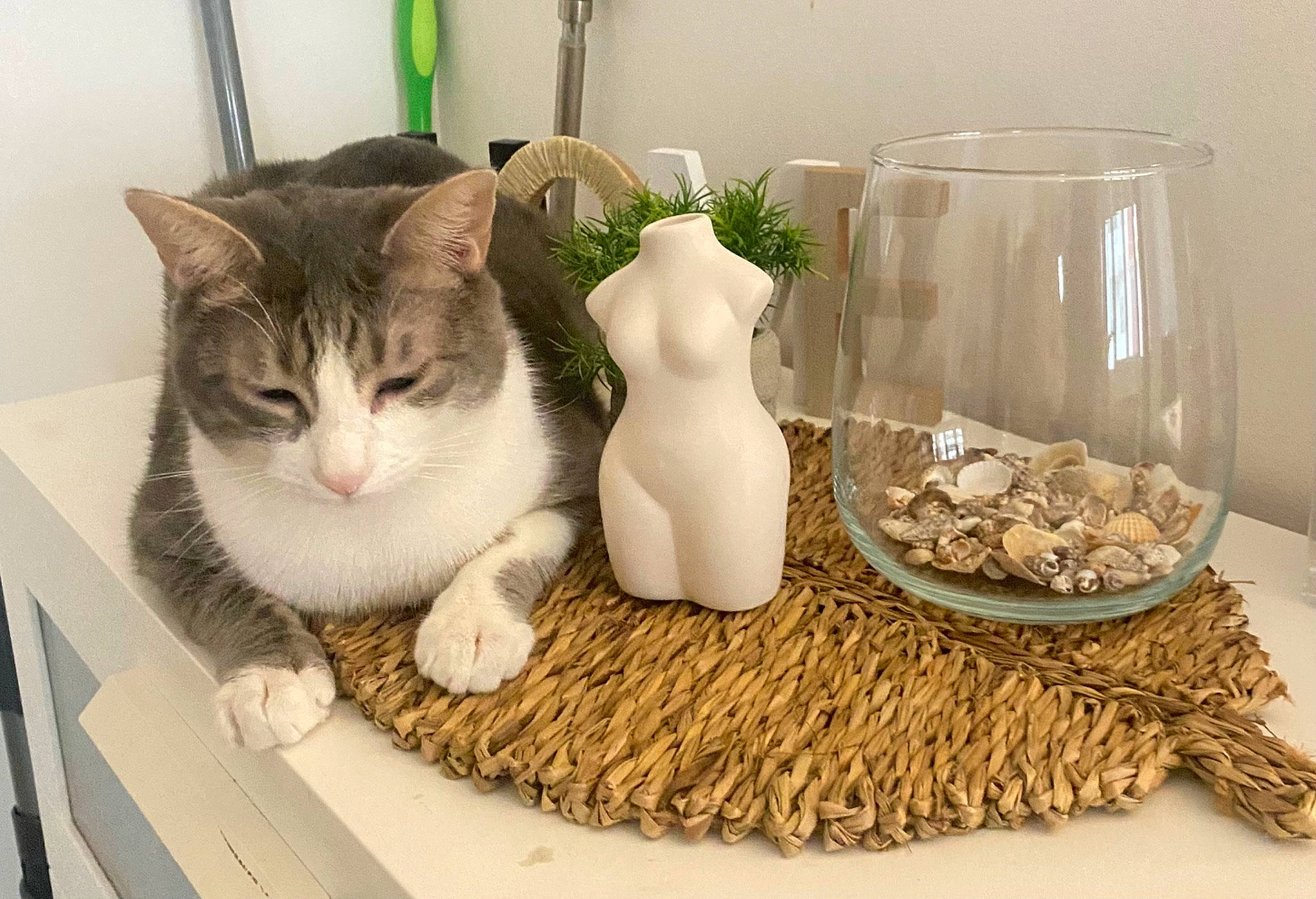 Many a rejoint le concours — aidez-le/la à gagner de superbes lots ! animal_feed, cat, cat_supply, cuisine, domestic_short_haired_cat, drinkware, felidae, flooring, food, houseplant, ingredient, pet_supply, plant, seasoning, serveware, small_to_medium_sized_cats, table, tableware, whiskers, wood