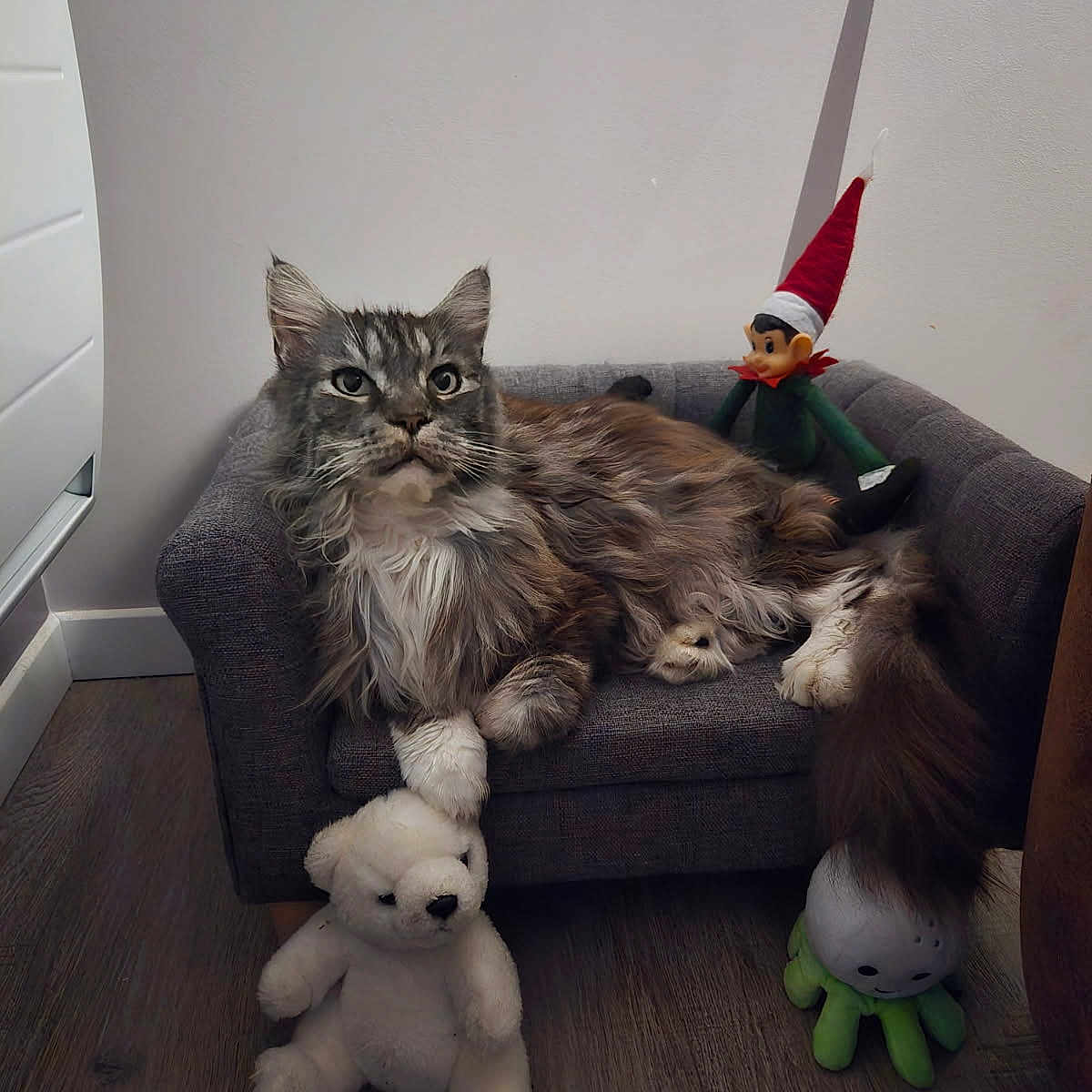 Maya a rejoint le concours — aidez-le/la à gagner de superbes lots ! animal, cat, cozy, cute, elf_doll, feline, gray_cat, home, indoor, long_hair, miniature_couch, pet, plush_toy, relaxed, sitting, stuffed_animal, teddy_bear, toy, white_paws, wooden_floor