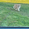 Nougat participe au concours pour gagner de l'argent avec cette photo : cat, ginger_cat, fluffy_cat, grass, lawn, outdoor, sunlight, pet, animal, walking, nature, greenery, feline, mammal, daylight, grass_field, cute, fur, domestic_animal, eyes