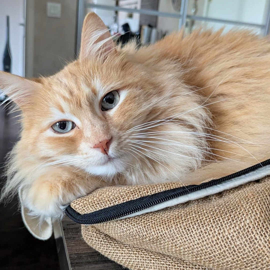 Nougat a rejoint le concours — aidez-le/la à gagner de superbes lots ! cat, ginger_cat, fluffy, indoor, table, cushion, relaxed, pet, feline, resting, closeup, fur, whiskers, domestic_animal, home, cozy, soft_light, window_reflection, quiet, calm