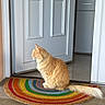 Nougat a rejoint le concours — aidez-le/la à gagner de superbes lots ! cat, orange_cat, fluffy, doormat, rainbow_colors, door, white_door, tile_floor, indoor, pet, animal, looking_outside, home, cozy, natural_light, furniture, flooring, domestic_cat, side_view, quiet