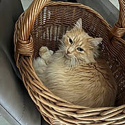 Nougat a rejoint le concours — aidez-le/la à gagner de superbes lots ! cat, orange_cat, fluffy, basket, wicker, chair, indoor, pet, feline, curled_up, cozy, fur, looking_up, resting, domestic_animal, animal, home, cute, relaxed, soft_lighting