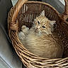 cat, orange_cat, fluffy, basket, wicker, chair, indoor, pet, feline, curled_up, cozy, fur, looking_up, resting, domestic_animal, animal, home, cute, relaxed, soft_lighting