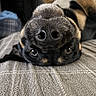 Leo is registered to the contest to win money with this photo: dog, pet, upside_down, nose, bed, fur, canine, animal, playful, close_up, indoors, cute, resting, black_and_tan, portrait, laying, eyes, whiskers, soft, cozy
