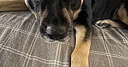 Leo is registered to the contest to win money with this photo: dog, pet, black_and_tan, close_up, paw, blanket, indoor, bed, looking_at_camera, animal, canine, fur, portrait, resting, cute, eyes, nose, ears, lying_down, cozy