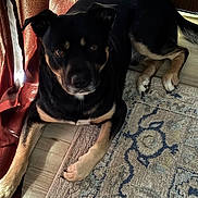 Leo joined the competition — help win amazing prizes! animal, black_dog, canine, cozy, curtain, dog, domestic_animal, ears, floor, home, indoor, laying_down, looking_at_camera, natural_light, paw, pet, rug, tail, tan_dog, wooden_floor