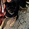 animal, black_dog, canine, cozy, curtain, dog, domestic_animal, ears, floor, home, indoor, laying_down, looking_at_camera, natural_light, paw, pet, rug, tail, tan_dog, wooden_floor