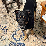 Leo joined the competition — help win amazing prizes! dog, black_dog, tan_markings, pet, animal, indoor, carpet, rug, furniture, table, chair, floor, home, curious, standing, brown_eyes, ears, tail, domestic_animal, looking_up