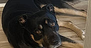 Leo joined the competition — help win amazing prizes! animal, black_dog, canine, companion, curious_eyes, dog, domestic, flooring, fur, home, indoor, lying_down, paws, pet, resting, tail, tan_markings, wall, watchful, wooden_floor