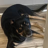 Leo joined the competition — help win amazing prizes! dog, indoor, wooden_floor, black_dog, tan_markings, lying_down, pet, curious_eyes, animal, flooring, domestic, canine, resting, watchful, home, companion, fur, paws, tail, wall