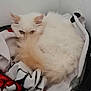 cat, white_cat, fluffy, pet, animal, basket, blanket, cozy, indoor, resting, tail, fur, cute, curious, quiet, domestic_animal, sleepy, comfortable, corner, relaxed