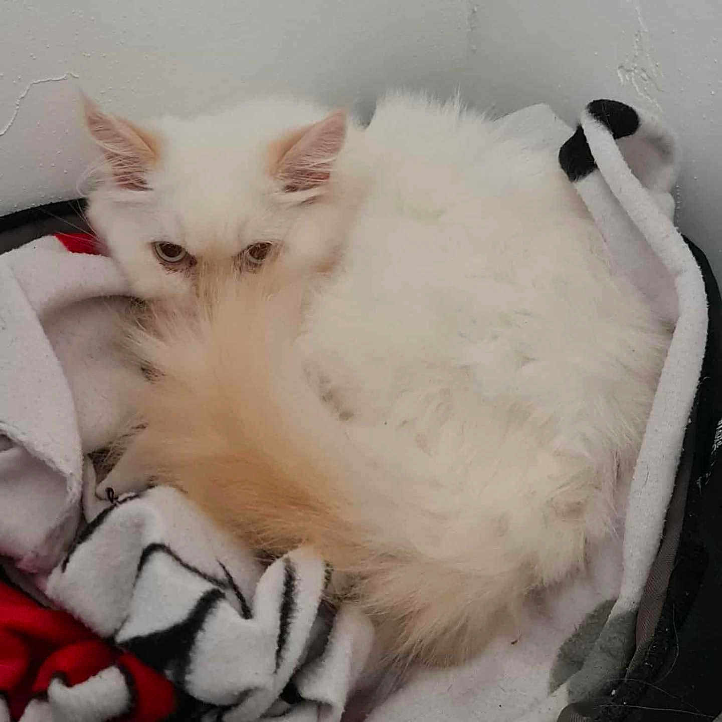 Aldo participe au concours pour gagner de l'argent avec cette photo : animal, basket, blanket, cat, comfortable, corner, cozy, curious, cute, domestic_animal, fluffy, fur, indoor, pet, quiet, relaxed, resting, sleepy, tail, white_cat