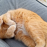 Shameous is registered to the contest to win money with this photo: cat, orange_cat, sleeping, curled_up, fur, outdoor, cushion, gray_cushion, relaxing, pet, animal, whiskers, paw, cozy, resting, grass, nature, daylight, feline, nap