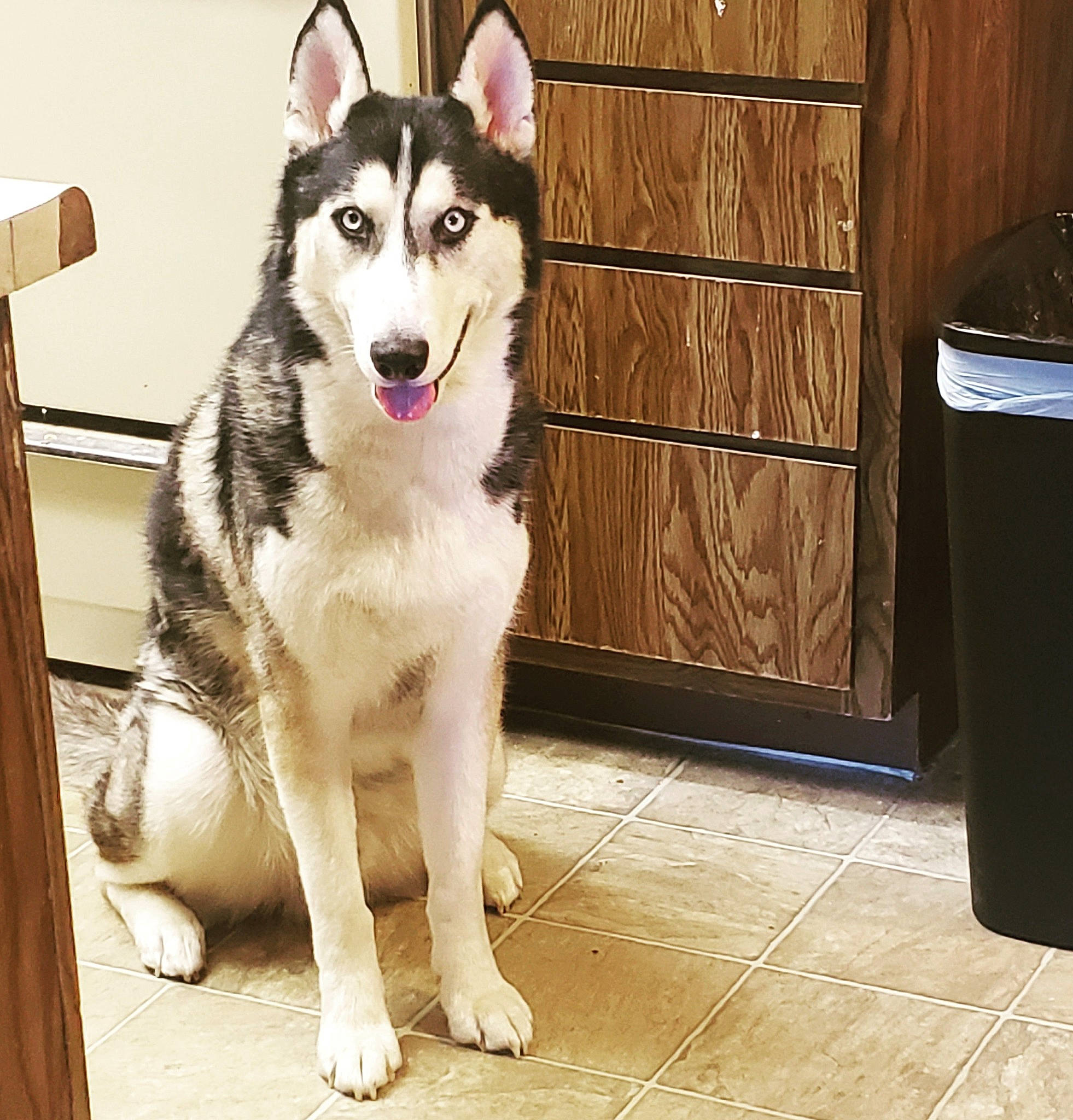 Balto joined the competition — help win amazing prizes! alaskan_malamute, canadian_eskimo_dog, canidae, carnivore, dog, dog_breed, east_siberian_laika, mammal, native_american_indian_dog, northern_inuit_dog, saarloos_wolfdog, sakhalin_husky, seppala_siberian_sleddog, siberian_husky, sled_dog, snout, tamaskan_dog, vertebrate, west_siberian_laika, wolfdog