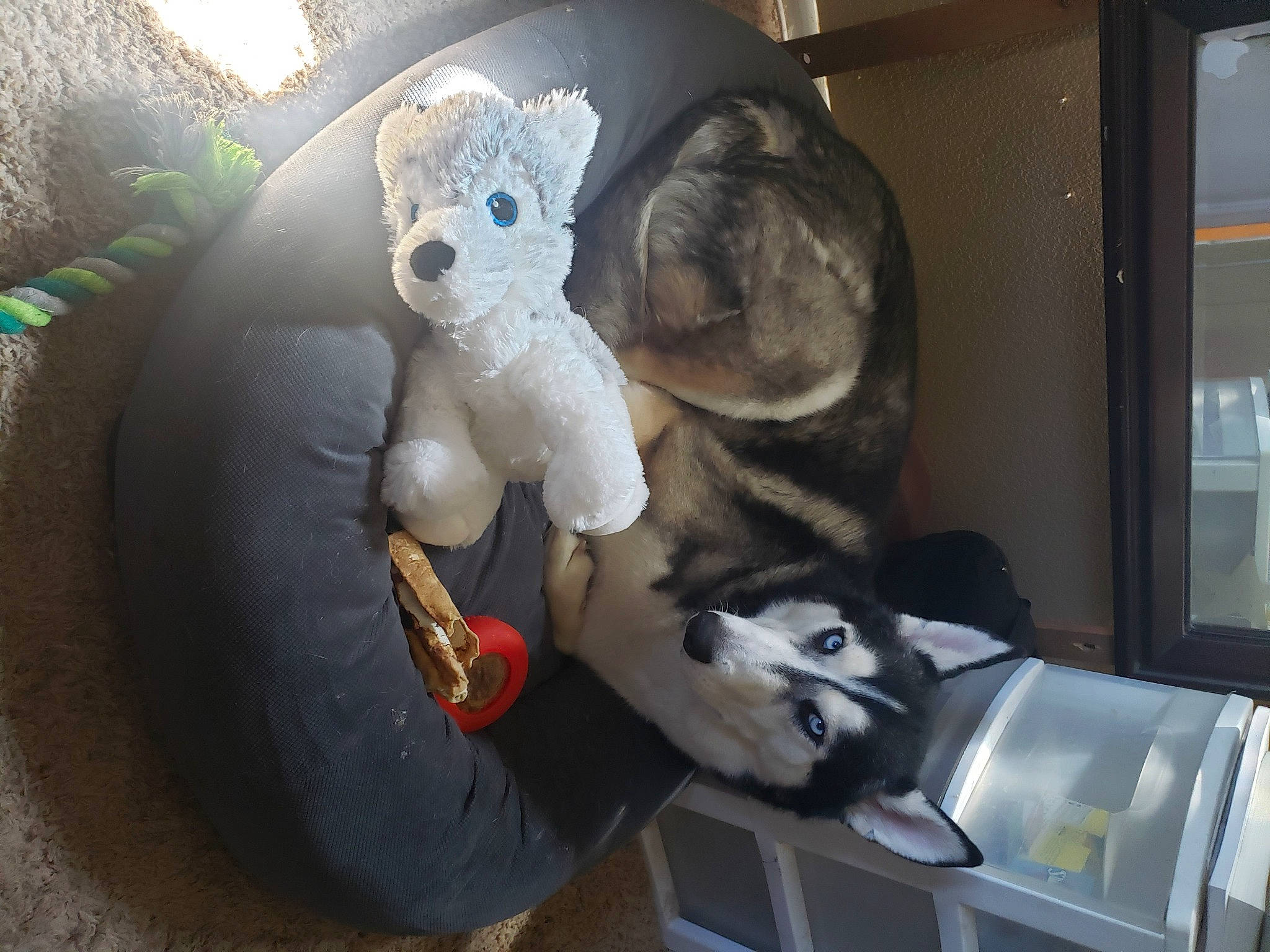 Balto is registered to the contest to win money with this photo: fur, plush, stuffed_toy, toy