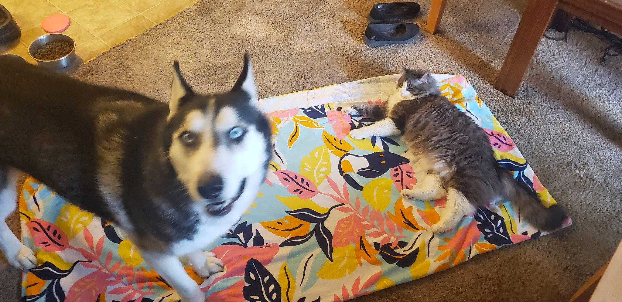 Balto joined the competition — help win amazing prizes! alaskan_malamute, art, canidae, carnivore, dog, dog_breed, mammal, siberian_husky, sled_dog